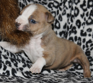 DDDawgs Krueger (AI)